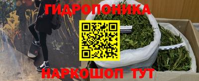 крисы Кингисепп